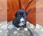 Small Photo #11 Australian Shepherd Puppy For Sale in PHOENIX, AZ, USA