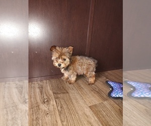 Yorkshire Terrier Puppy for sale in LAPEER, MI, USA