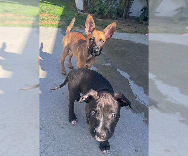 Medium Photo #4 American Staffordshire Terrier-Unknown Mix Puppy For Sale in San Juan Capistrano, CA, USA