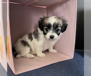 Papitese Puppy for sale in SILVER LAKE, IN, USA