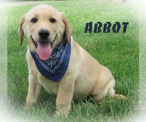 Labrador Retriever Puppy for sale in ELVERSON, PA, USA