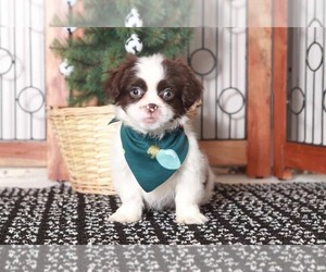 Shih Tzu Puppy for sale in NAPLES, FL, USA