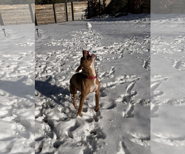 Medium Photo #6 American Pit Bull Terrier-Unknown Mix Puppy For Sale in Aurora, CO, USA