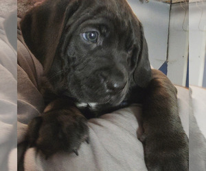 Boxador-Labrador Retriever Mix Puppy for sale in LEBANON, IN, USA