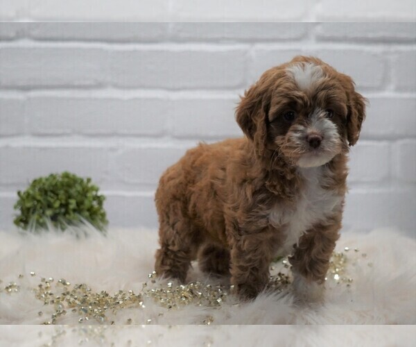 Medium Photo #2 Cocker Spaniel-Poodle (Miniature) Mix Puppy For Sale in FREDERICKSBG, OH, USA