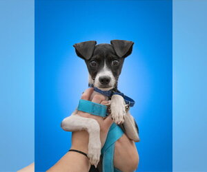 Mutt Dogs for adoption in Woodbury, NY, USA