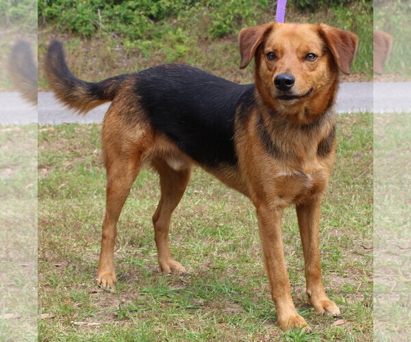 Medium Photo #1 Mutt Puppy For Sale in Prattville, AL, USA