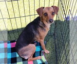 Small Chihuahua Mix