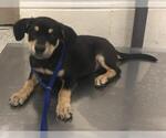 Small Rottweiler Mix