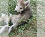 Small Photo #5 Wolf Hybrid Puppy For Sale in FORT PAYNE, AL, USA