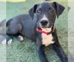 Small Labrador Retriever Mix