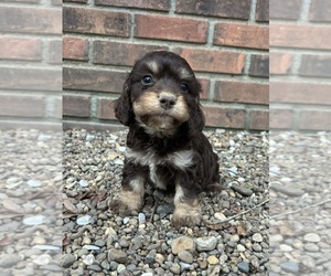 Cockapoo Litter for sale in BELTON, KY, USA