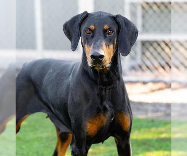 Medium Photo #2 Doberman Pinscher Puppy For Sale in Camarillo, CA, USA