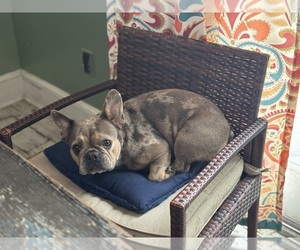 French Bulldog Puppy for sale in NEWTON, NJ, USA
