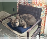 Small French Bulldog