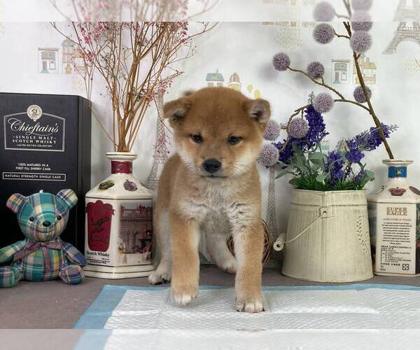 Medium Photo #3 Shiba Inu Puppy For Sale in CHICAGO, IL, USA