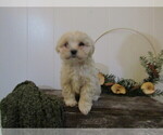 Small Photo #33 Maltipoo (Miniature) Puppy For Sale in SUGARCREEK, OH, USA