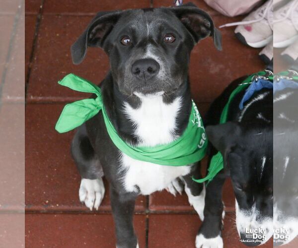 Medium Photo #9 Labrador Retriever-Unknown Mix Puppy For Sale in Washington, DC, USA