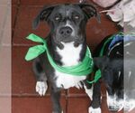 Small #8 Labrador Retriever Mix