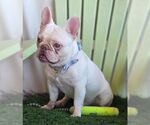 Small #6 French Bulldog