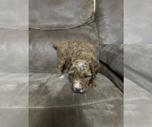 Medium Photo #4 Poodle (Miniature) Puppy For Sale in AKELEY, MN, USA