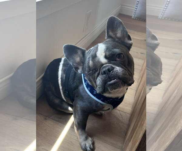 Medium Photo #2 French Bulldog Puppy For Sale in St. Louis Park, MN, USA
