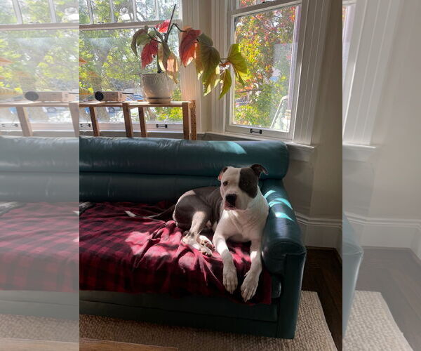 Medium Photo #5 American Pit Bull Terrier Puppy For Sale in Berkeley, CA, USA