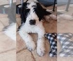 Small Photo #3 Border Collie-Sheepadoodle Mix Puppy For Sale in MARATHON, WI, USA