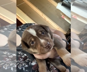 Medium Australian Cattle Dog