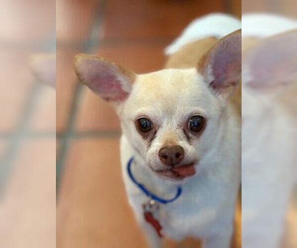 Medium Photo #5 Chihuahua Puppy For Sale in San Diego, CA, USA