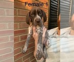Small Photo #7 German Shorthaired Pointer Puppy For Sale in MARIETTA, GA, USA
