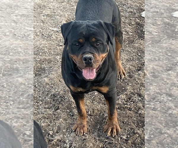 Full screen Photo #5 Rottweiler Puppy For Sale in ELLENVILLE, NY, USA