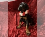 Small Photo #9 Doberman Pinscher Puppy For Sale in HUNTSBURG, OH, USA