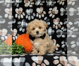 Maltipoo Puppy for sale in NEW PROVIDENCE, PA, USA