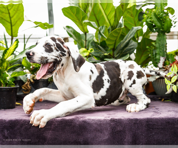Medium Photo #11 Great Dane Puppy For Sale in WAKARUSA, IN, USA