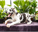 Small #10 Great Dane