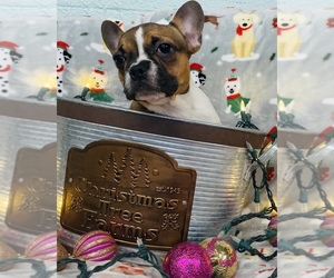 French Bulldog Dog for Adoption in CINCINNATI, Ohio USA