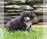 Small #1 Australian Shepherd