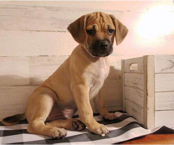 Medium Photo #6 Puggle Puppy For Sale in PINE GROVE, PA, USA