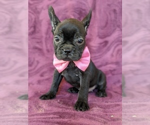 French Bulldog Puppy for sale in PEACH BOTTOM, PA, USA