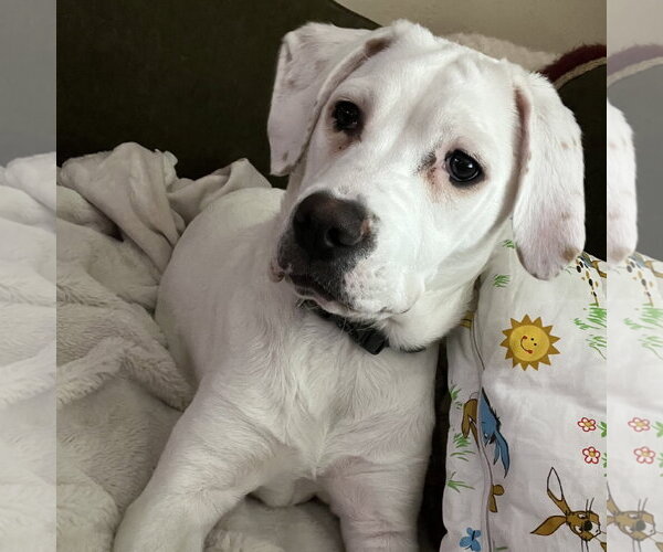 Medium Photo #11 Boxer-Unknown Mix Puppy For Sale in Brooklyn Center, MN, USA