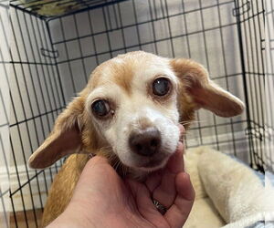 Cheagle Dogs for adoption in Bolivar, MO, USA