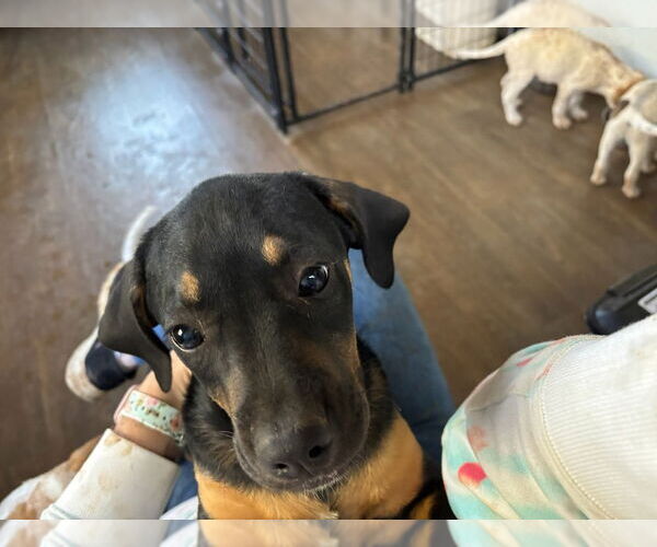 Medium Photo #7 Boxer-Unknown Mix Puppy For Sale in Mooresville, NC, USA