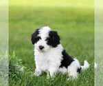 Puppy Daisy Miniature Bernedoodle