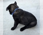 Small Photo #9 Belgian Malinois Puppy For Sale in HIGHLAND, CA, USA