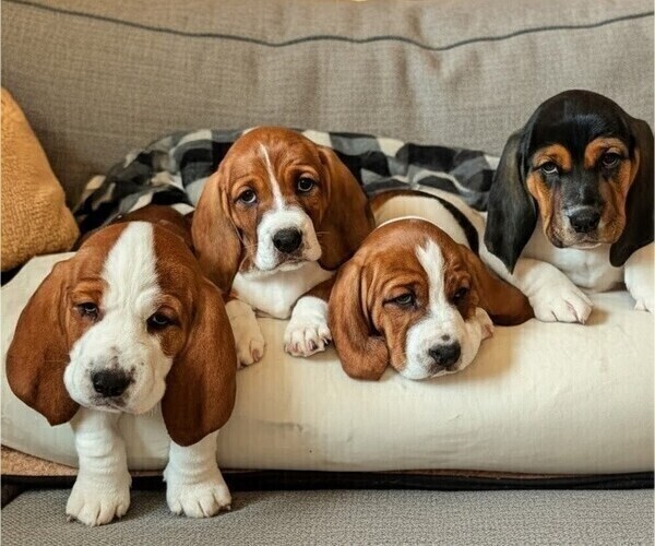 Medium Photo #1 Basset Hound Puppy For Sale in ANGIER, NC, USA