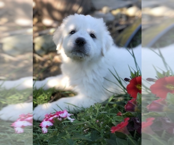 Medium Photo #14 Great Pyrenees Puppy For Sale in DEERFIELD, OH, USA