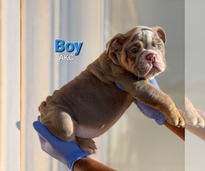 English Bulldog Puppy for sale in JERSEY CITY, NJ, USA