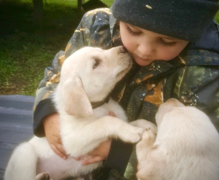 Medium Photo #1 Labrador Retriever Puppy For Sale in SAND LAKE, MI, USA
