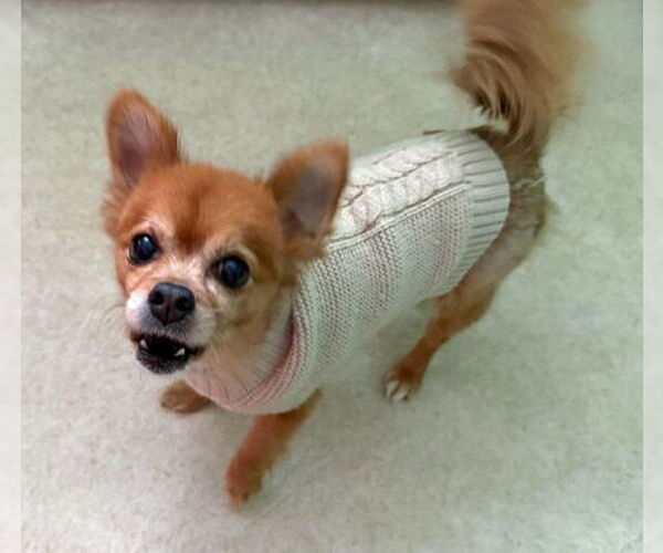 Medium Photo #16 Pomeranian-Unknown Mix Puppy For Sale in Arlington, VA, USA